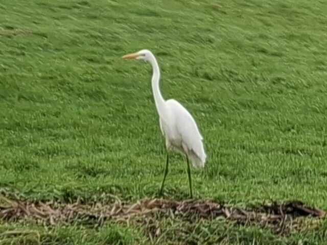 TCR pensonado’s winterrit 2-12-2025 034