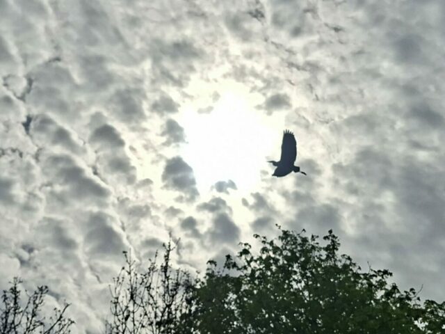 Diverse fiets ritten 9-4-2026 274